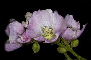 Malvaceae - Mallow